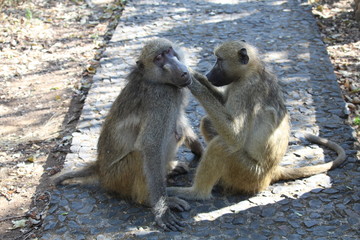 two monkeys on the ground