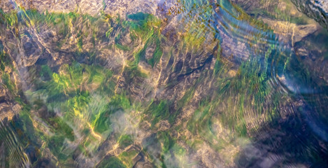 Freshwater moss and weeds, underwater abstract background. Cherry Creek State Park, Denver, Colorado