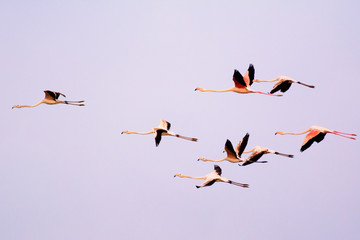 flock of flamingos