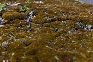 Fototapeta premium moss grew on the asphalt
