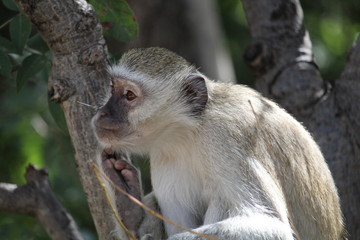 Monkey sitting on the tree