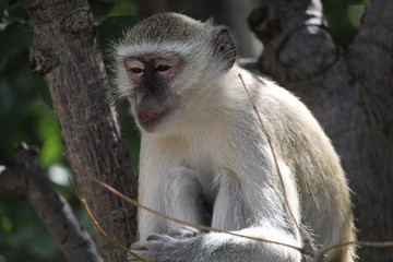 Monkey close-up
