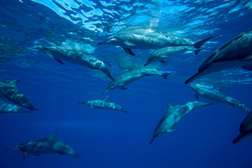 A family of wild dolphins playing in the clear ocean waters. Mauritius, Indian Ocean