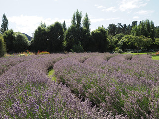 Lavender Fields