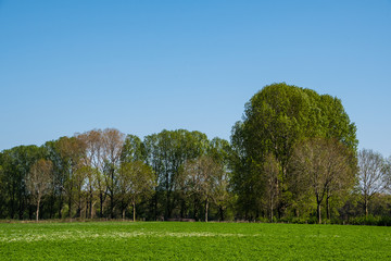 Fototapeta na wymiar Spring morning in dutch landscape. Agricultural landscape. Pine forest near green field. Sunny morning. Blue sky. Quiet place. Netherlands.