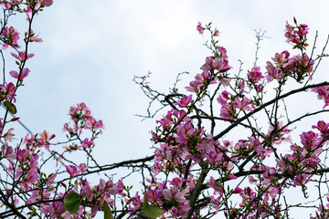Pretty pink flowers with a cloudy blue sky background