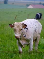 cow in the field