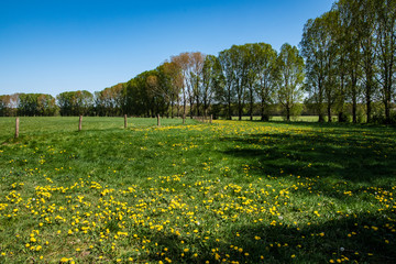 Spring morning in dutch landscape. Agricultural landscape. Pine forest near green field. Sunny morning. Blue sky. Quiet place. Netherlands.