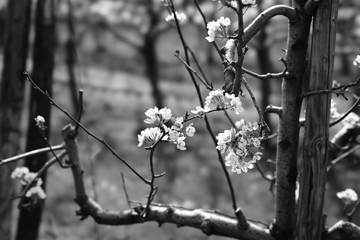 flowers on a fence blossom