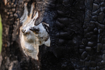 tree after fire closeup in spring