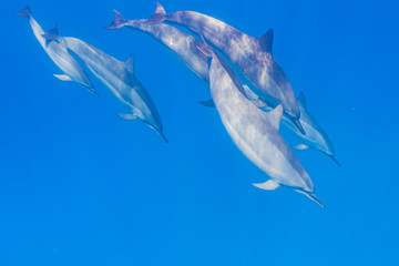 Fototapeta premium Pod of dolphins diving down from surface of clear blue ocean
