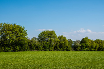 Spring morning in dutch landscape. Agricultural landscape. Pine forest near green field. Sunny morning. Blue sky. Quiet place. Netherlands.