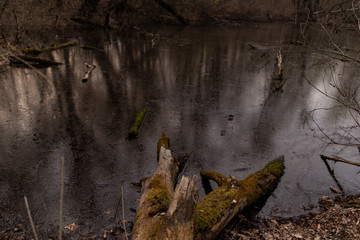 fallen dry trees in the lake in early spring sunset