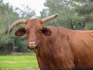portrait of a cow