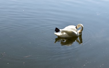 Biały Łabędź © Iwona