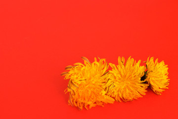 Dandelions on a red background with place for your text. Hello spring. Spring layout