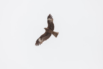 Falcon flies i the sky over steppes of Mongolia. Altai