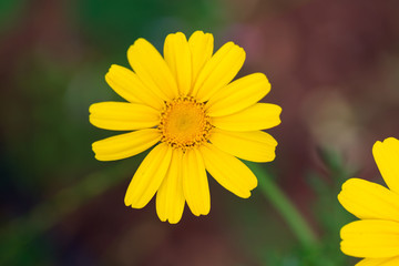 yellow chrysanthemum flowers. yellow flower in the garden. Yellow Daisy Macro. joyful, Sunny, happy background of many yellow daisies close-up