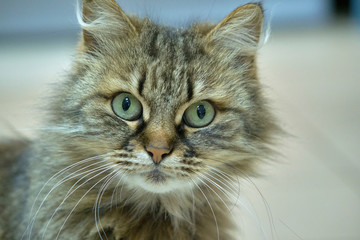Turkish angora tortoise-colored close up