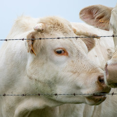 portrait of a cow