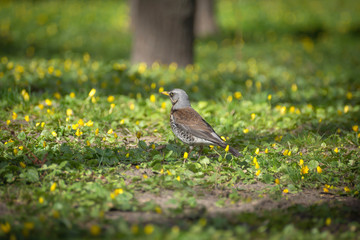 thrush fieldfare in early spring walks on the ground