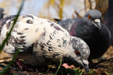 Two pigeons one gray another white with spots looking for food in a city park. Wild pigeons walk in the park