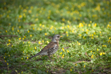 thrush fieldfare in early spring walks on the ground