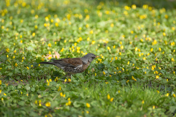thrush fieldfare in early spring walks on the ground