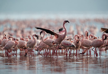 Lesser Flamingo flapping its wings