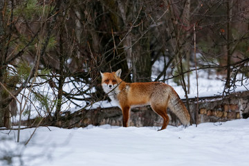 Wild fox walks in deserted ghost city of Pripyat, near Chernobyl nuclear power plant, Prypiat, Ukraine, December 2016.