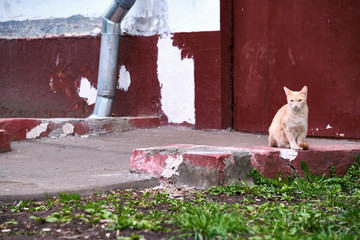 Red street cat sits at the door