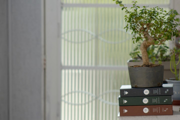 bonsai and books