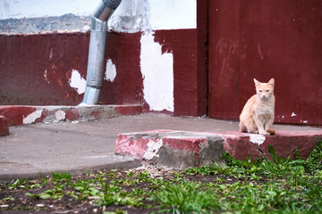 Red street cat sits at the door