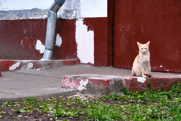 Red street cat sits at the door