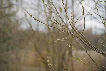 View of the bush branches in early spring