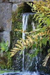 fontaine dans sa végétation