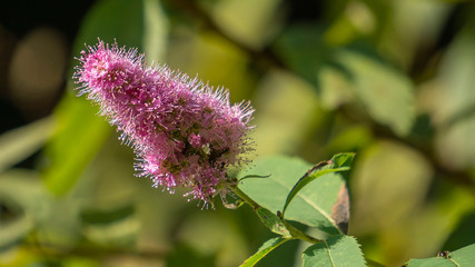 fioletowe kwiaty na łące © Roman Trojanowski