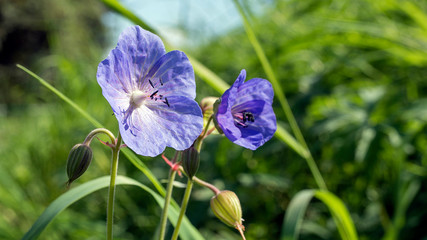 fioletowe kwiaty na łące © Roman Trojanowski