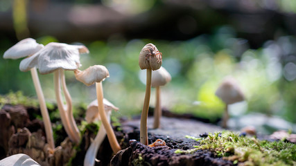 Leśne grzyby © Roman Trojanowski