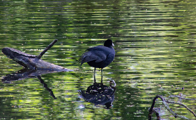 Coot (fulica atra) resting in a pond 