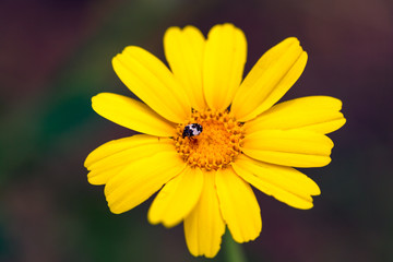 Obraz premium yellow flower with dew drops. yellow chrysanthemum flowers. yellow flower in the garden. Yellow Daisy Macro. joyful, Sunny, happy background of many yellow daisies close-up 