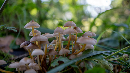 Leśne grzyby © Roman Trojanowski