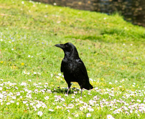 carrion crow