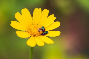 bee on yellow flower. yellow chrysanthemum flowers. yellow flower in the garden. Yellow Daisy Macro. joyful, Sunny, happy background of many yellow daisies close-up	