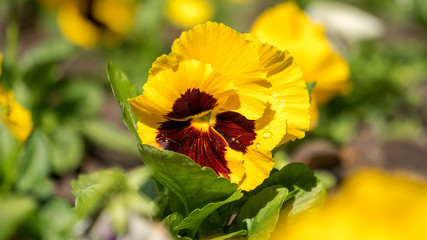 kwiaty bratki w ogrodzie