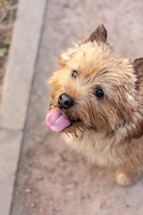 Funny Norwich Terrier sits on the ground with his tongue hanging out