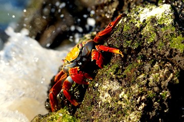 Crab in Galapagos