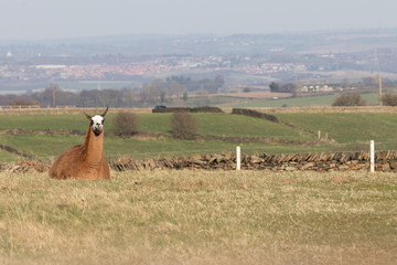 A llama resting in a field with open countryside in the background