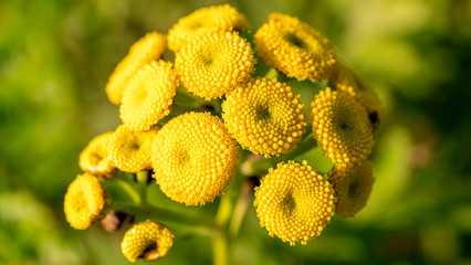 żółte kwiaty na łące