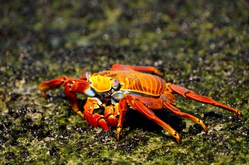 Crab in Galapagos